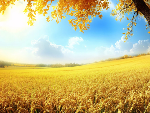 成熟秋季稻香背景素材