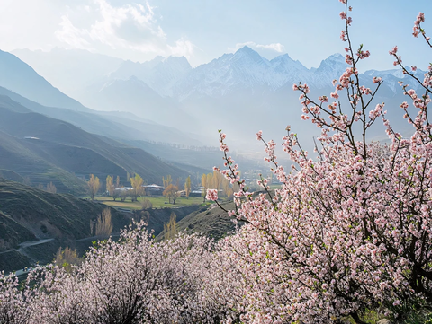 塔县杏花