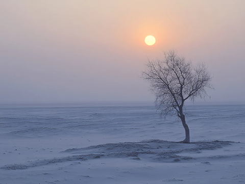 冬季雪原落日一颗树