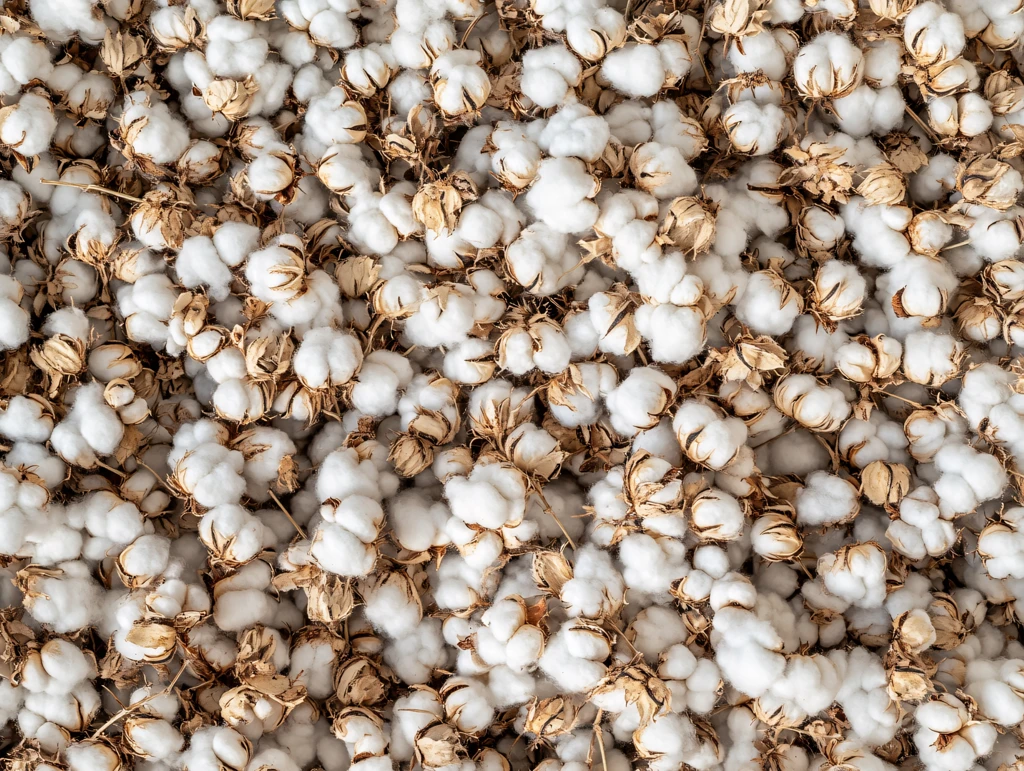 满地棉花