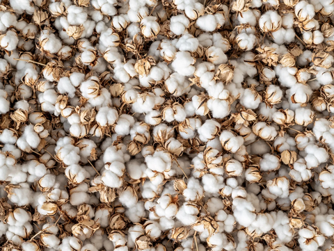 满地棉花