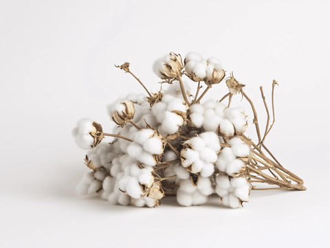 新鲜棉花花卉
