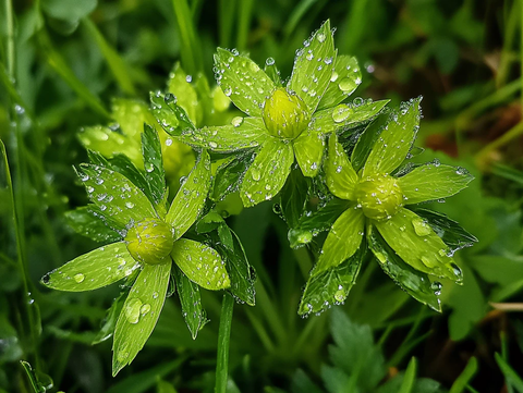 带露珠的小花小草