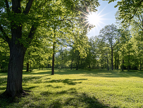 阳光草地树木