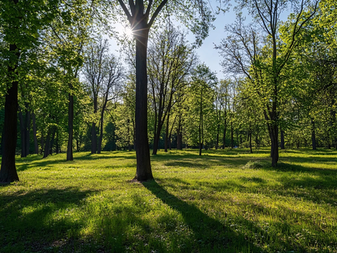 与树木草坪的阳光