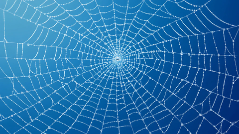 高清蜘蛛网背景