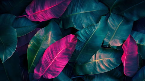 彩色芭蕉叶