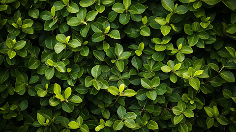 高清绿叶纹理背景