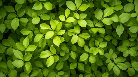 高清绿叶纹理背景