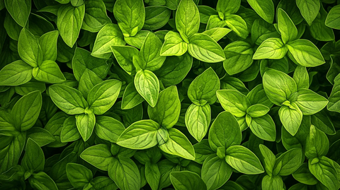 高清绿叶纹理背景