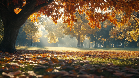 大树下秋色秋景