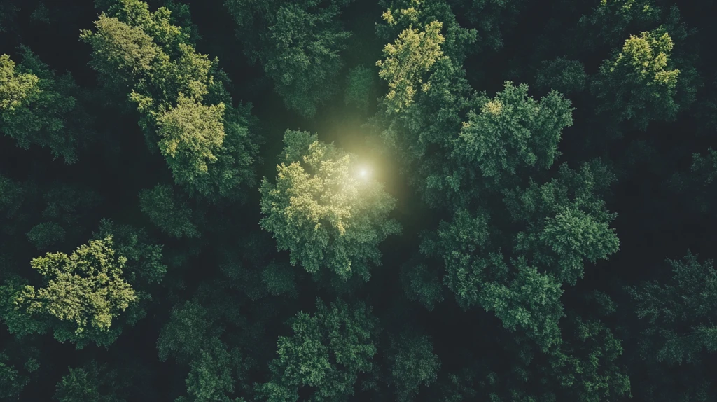 森林俯拍全景图