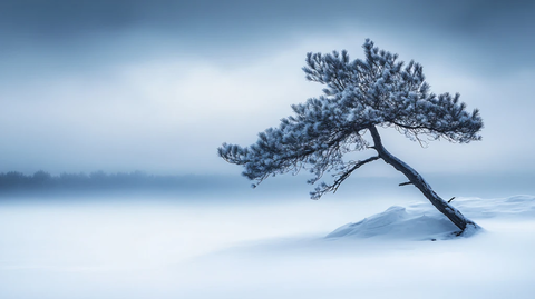 冬季雪原一颗松树
