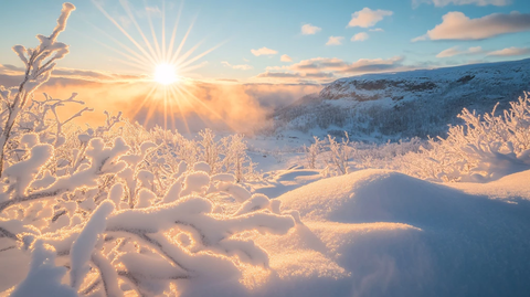 雪地阳光太阳生长