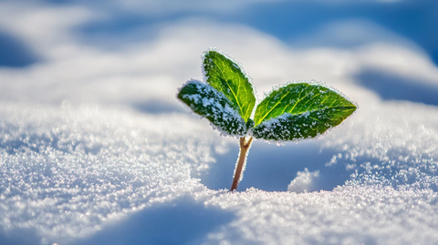 绿芽雪景