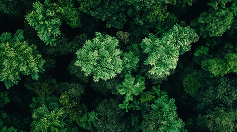 灌木林地植被俯拍