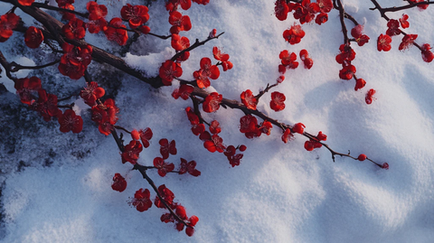 雪映红果