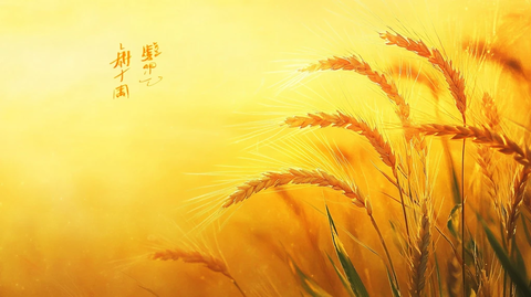 二十四节气之芒种横版