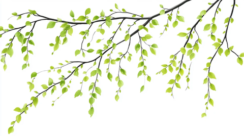 柳树枝素材