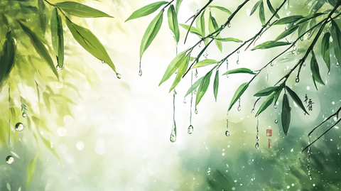 翠竹雨水