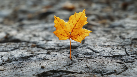 地面上的一片黄叶