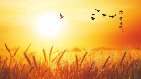 二十四节气之芒种横版