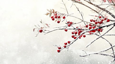 火棘果冬景