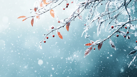 雪地红叶桌面背景