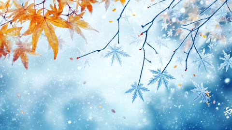 落雪的枫树枝叶