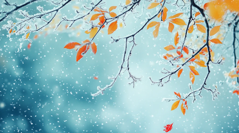 雪地红叶桌面背景