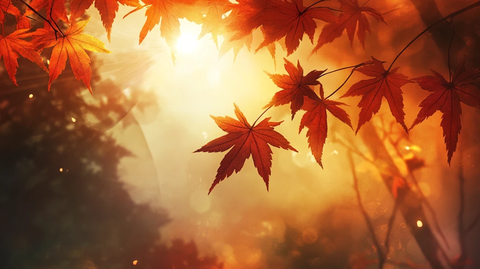 枫叶电脑桌面壁纸