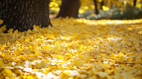 高清银杏落叶