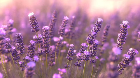 唯美紫色薰衣草