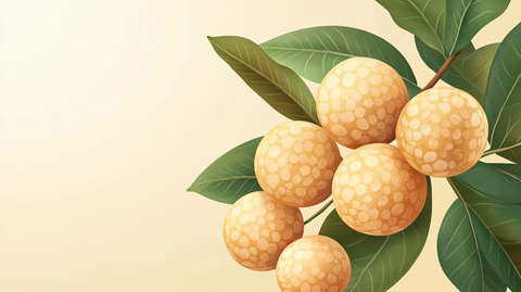 龙眼干插画