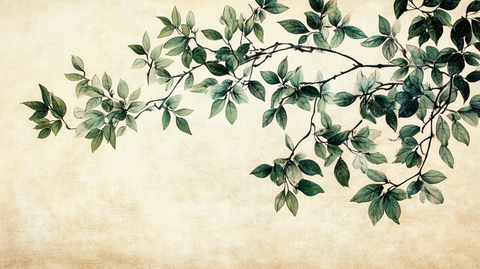 桂花树枝叶背景