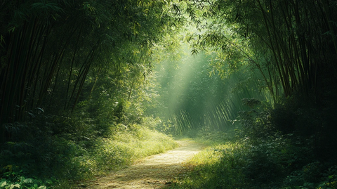 唯美竹林小路