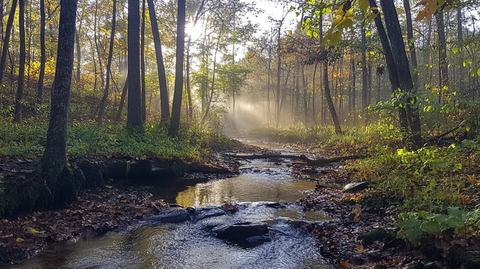 秋季清晨晨雾森林河流