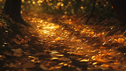 黄叶满地光影斑驳