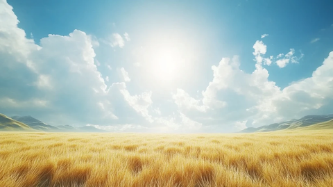 阳光草原背景