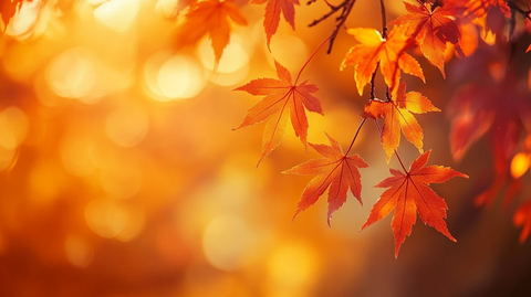 枫叶电脑桌面壁纸