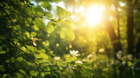 阳光唯美枝叶
