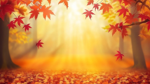 阳光红叶枫叶背景