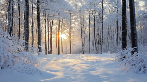 冬天日出冬天森林日出