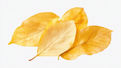 秋天落叶彩叶植物素材