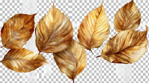 干叶秋叶枯叶烂叶素材