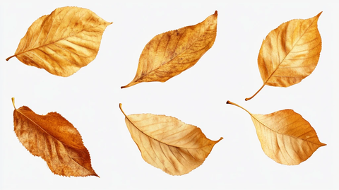 干叶秋叶枯叶烂叶素材