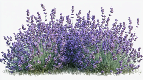 薰衣草免抠