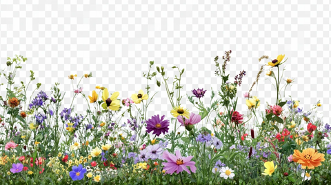 野花花丛素材