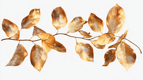 秋天树枝枝叶树叶黄叶