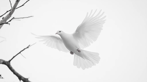 展翅的白鸽